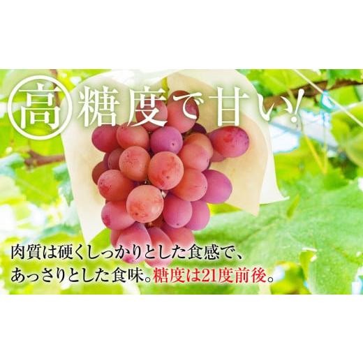 ふるさと納税 長野県 大町市 2023 長野県産　クイーンニーナ　約1kg　6パック粒採り　国際特許 有機肥料栽培 