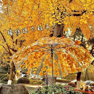 臺灣出貨 簡約森系復古學生日系小清新網紅演出舞蹈長柄透明拱形樹葉雨傘女