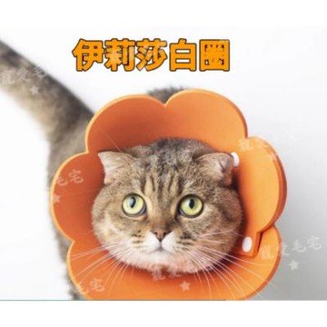 【寵愛毛宅】伊莉莎白防舔圈 寵物用品 太陽花花脖圈 伊莉莎白項圈 防咬防舔頭套 太陽花脖圈 伊莉莎白圈 貓頭套 貓咪頭套 防舔圈 羞恥圈