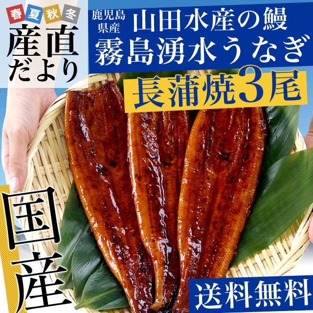 鹿児島県志布志産　山田水産　霧島湧水うなぎ　長蒲焼き　大サイズ3尾セット（140g前後×3尾）送料無料 鰻師 加藤尚武さん ギフト