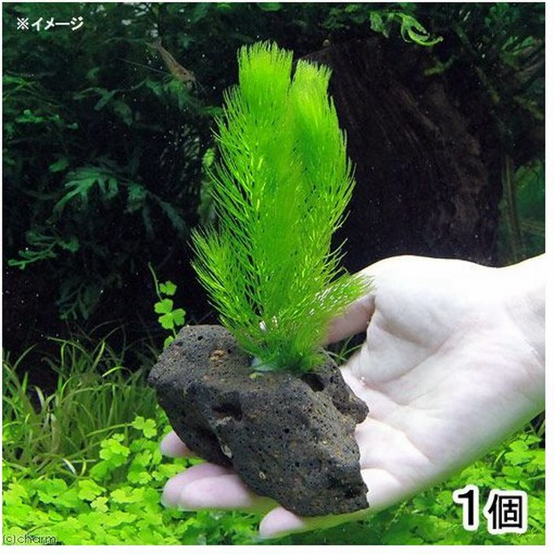 水草 マツモ 穴あき溶岩石付 無農薬 １個 通販 Lineポイント最大0 5 Get Lineショッピング
