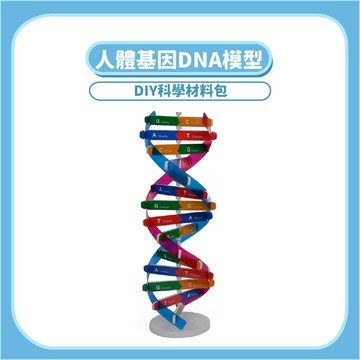 【DIY科學玩具】人體基因DNA模型DIY｜木製科學教材生物結構學習