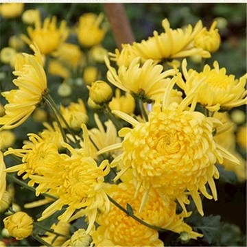 🔥【台灣現貨 高發芽率】金絲皇菊種子 可食用泡茶菊花  居家陽台盆栽 觀賞/花茶/香草DIY 養生茶園 家庭園