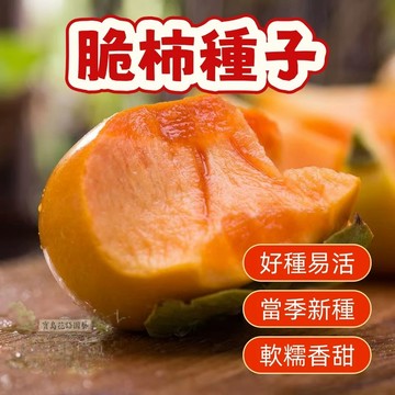 🔥（脆柿子種子） 當季新籽 發芽率高 新手易種植 營養豐富 脆甜可口 長勢較快 陽台庭院盆栽#超優惠