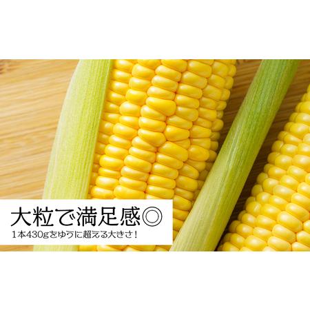 ふるさと納税 北海道 千歳産 とうもろこし 430ｇ以上 25本 恵味スター 野菜 トウモロコシ 甘い 旬 夏 BBQ ＜ファーム安澤＞ 北海道千歳市