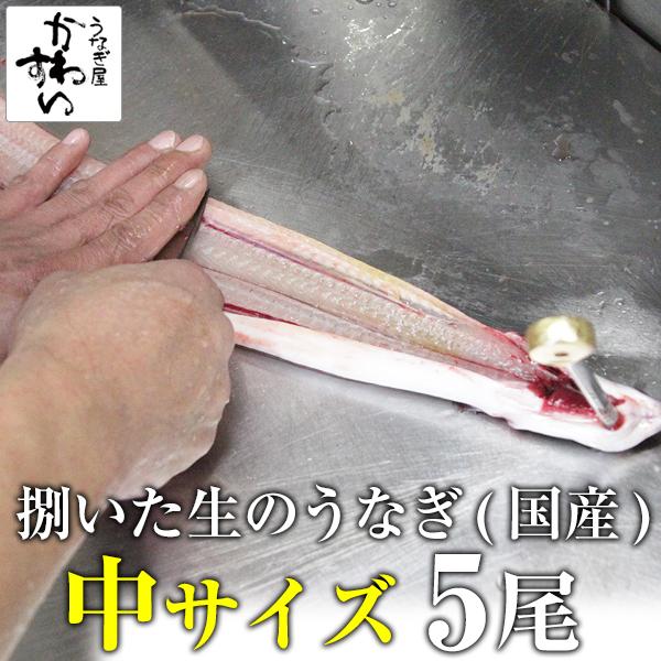 生のうなぎ 捌いた国産うなぎ 中サイズ 5尾 合計1kg 開き ひらき 鰻 業務用