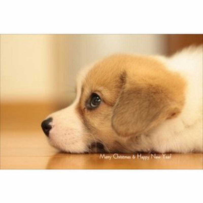 季節の挨拶ポストカード Merry Christmas Happy New Year 犬の赤ちゃんの葉書はがきハガキ 通販 Lineポイント最大1 0 Get Lineショッピング