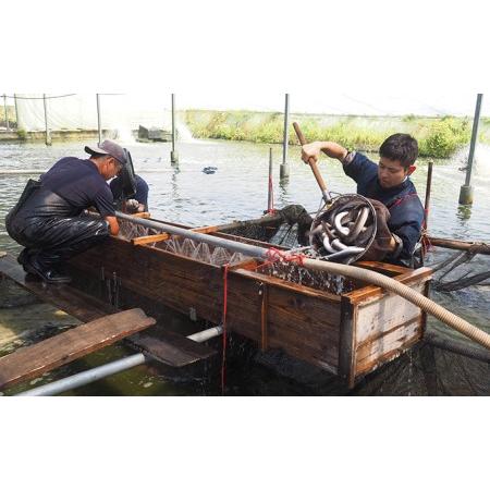 ふるさと納税 うなぎ 浜名湖産 鰻蒲焼き2本入×2箱セット 静岡県浜松市