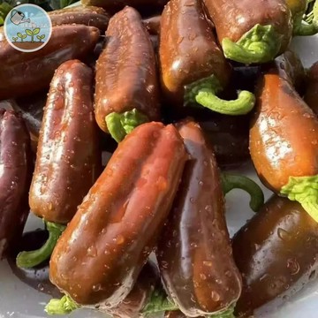 【稀有特色香草】柏柏尔咖啡棕椒種子 自帶咖啡香 觀賞食用兩用 香草盆栽 驅蟲植物 陽台好種 料理調味新選擇