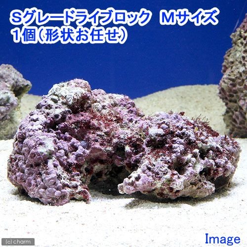 海水魚）Ｓグレードライブロック Ｍサイズ（１個）（形状お任せ