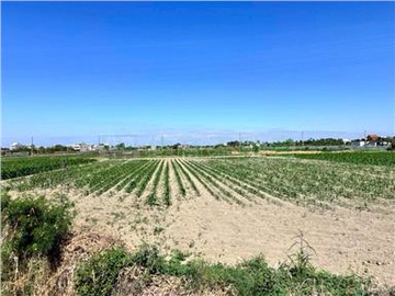 學甲平東352平坦農地｜台南市學甲區平東