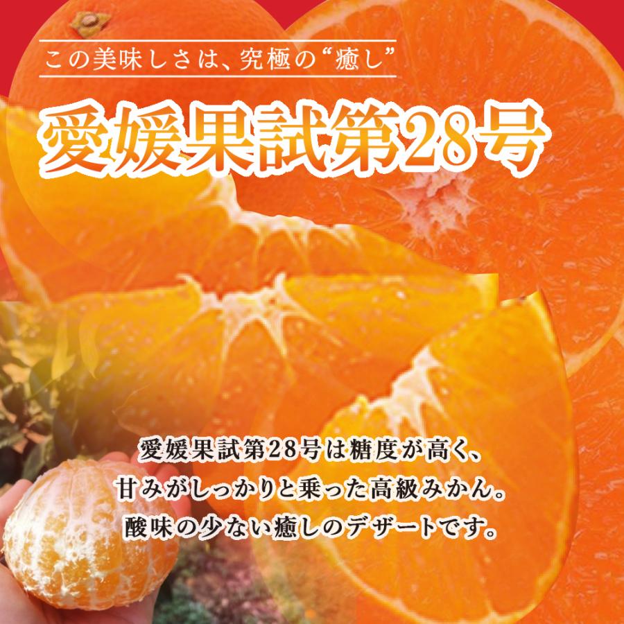 愛媛果試第28号 5kg みかん 愛媛 送料無料 ギフト 柑橘 果汁 果物 高級 秀品 特選 特秀 小玉 大玉 高糖度 甘い 産地直送 贈答 家庭 ハウスみかん お歳暮