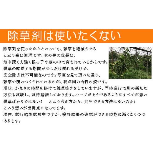 ふるさと納税 佐賀県 唐津市 『予約受付』皮丸ごと食べることのできる味香みかん・味香デコ・味香ソフトドライ詰め合わせ３点セット (…