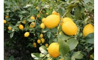 ZN6008n_和歌山県有田産レモン 3kg