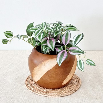 木盆（椒鹽捲餅）包括人造植物。