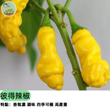 佳美園藝新品 特殊彼得辣椒 混和 辣椒　(種子) 陽台盆栽易種 觀賞食用兩用 辛辣度破表 特殊品種