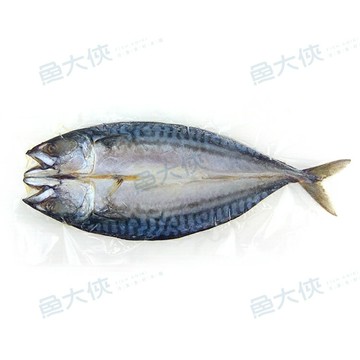 特級薄鹽-挪威鯖魚一夜干(300~350g/尾)-1F1A【魚大俠】FH056