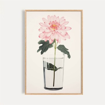玻璃杯粉菊 Pink Chrysanthemum