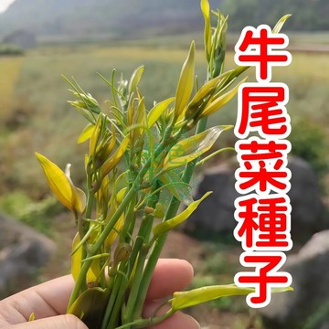 【牛尾菜種子】山野珍味在家種 新手零失敗易發芽 綠藤爬滿陽台收穫多 當季新鮮籽限量補貨 手刀下單別錯過！