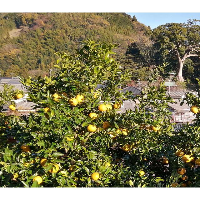 無農薬 夏みかん「川野夏橙」夏ミカン 10キロ