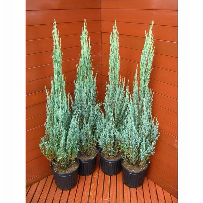 コニファー ブルーアロー80ｃｍ4本セット（庭木,植木,常緑樹