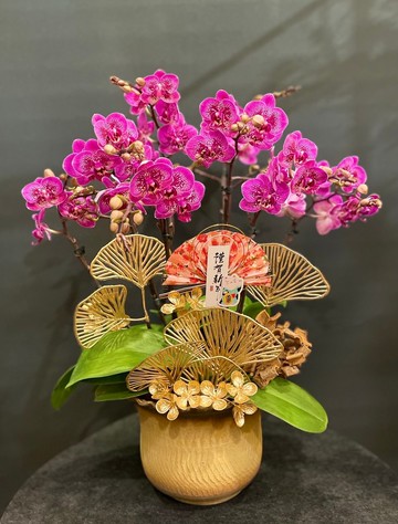 滿天紅蝴蝶蘭 NEW YEAR-16