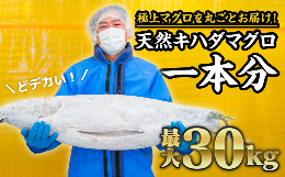 マグロを丸ごと！尾鷲もちもちキハダマグロ（最大30kgサイズ）１匹分セット　CH-73