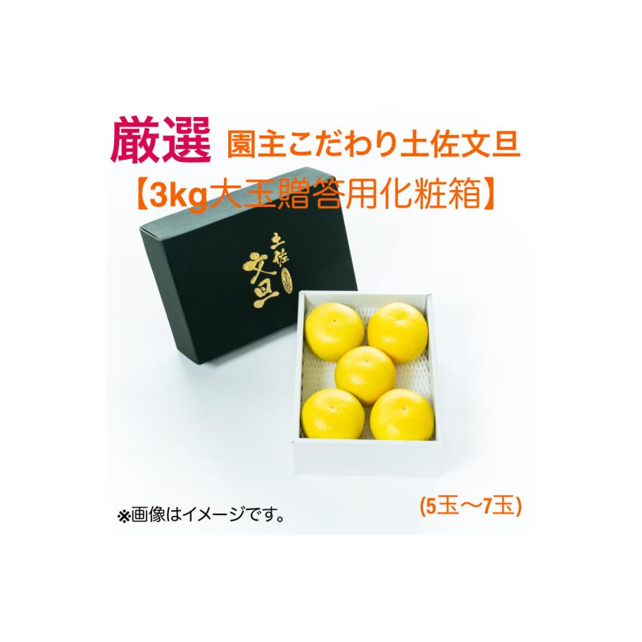 厳選 園主こだわり土佐文旦3kg大玉(5〜7玉）（2024年2月1日から順次発送）  柑橘 かんきつ  果物 くだもの  フルーツ 贈り物 ギフト