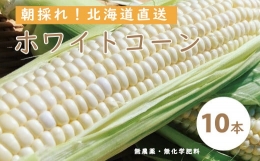北海道産ホワイトコーン　無農薬・無化学肥料 10本