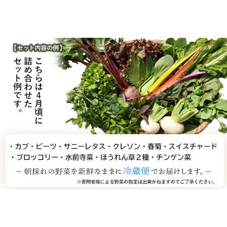 ふるさと納税 南阿蘇オーガニック 旬の野菜セット10種類以上詰め合わせ《30日以内に順次出荷(土日祝除く)》熊本県 南阿蘇村 野菜 カブ ビーツ .. 熊本県南阿蘇村