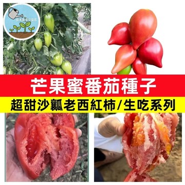 芒果蜜番茄種子 FQ-62 金黃色水果番茄 芒果小番茄 甜度高皮薄 陽台盆栽可種 生吃沙拉聖品 家庭農場 親子種植