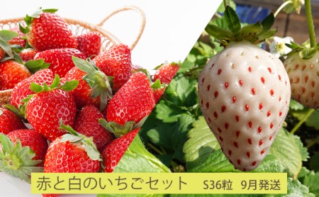 先行予約 2024年9月発送 北海道 仁木町産「赤と白の いちご セット」(S36粒) 今野農園