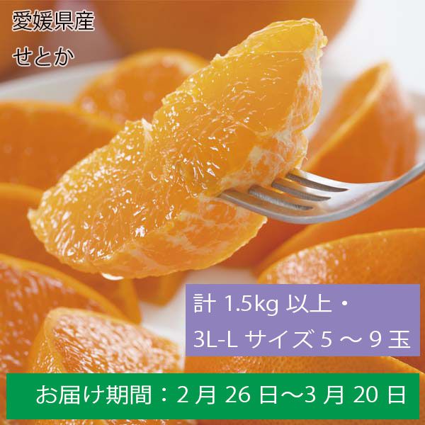 愛媛県産せとか計1．５Kg以上・３Ｌ-Ｌサイズ ５〜９玉