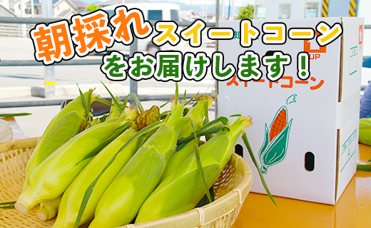 先行予約受付中！朝採れスイートコーン 約3kg（8〜10本）- 野菜 とうもろこし とうきび トウキビ BBQ キャンプ 旬 おやつ 特産品 sg-0005