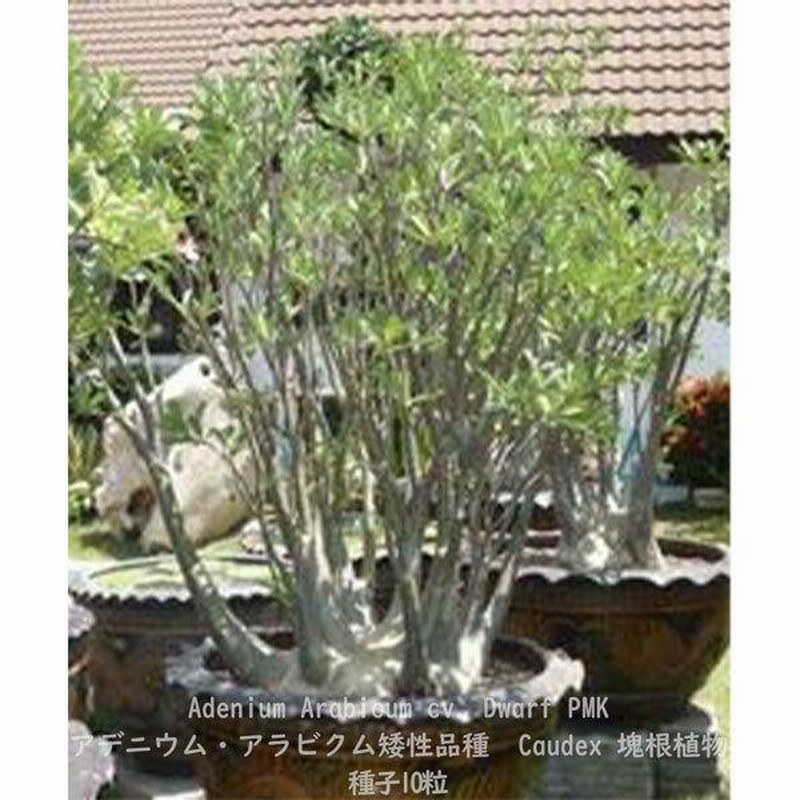 多肉植物 塊根植物 種子 種 キョウチクトウ科 矮性品種 Adenium