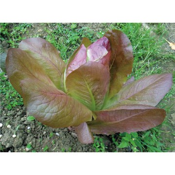 【拈花微笑】紅羨蘿蔓｜種子｜2g｜非基因改造種子｜蔬菜｜蔬果｜有機無毒｜高發芽率