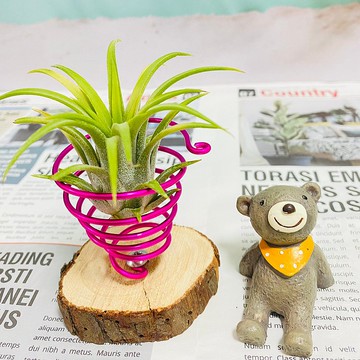 空氣鳳梨原木片鋁線座 空間佈置 交換禮物 畢業禮物(不含植物)