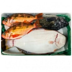 おさかなマイスター厳選　冬の魚介類BOX　(M)