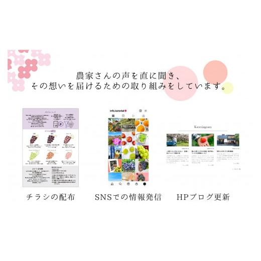 ふるさと納税 山梨県 笛吹市 ＜2024年先行予約＞もぎたてシャインマスカット2kg 157-021