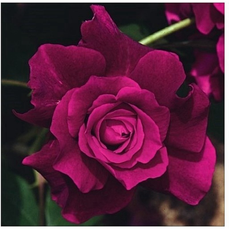 バラ 苗 苗木 四季咲き中輪 イントゥリーグ 1株 バラの苗木 薔薇 バラの木 バラの花 Fl 庭木 植木 花木苗 通販 Lineポイント最大0 5 Get Lineショッピング