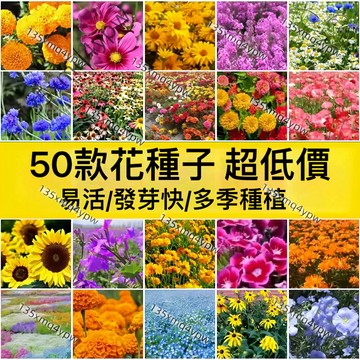 蝦皮熱銷台灣-24H發貨【50款花卉種子大全】 四季種植 多品種 四季可種 家庭陽台庭院盆栽花卉 室內外種植 新手易種植