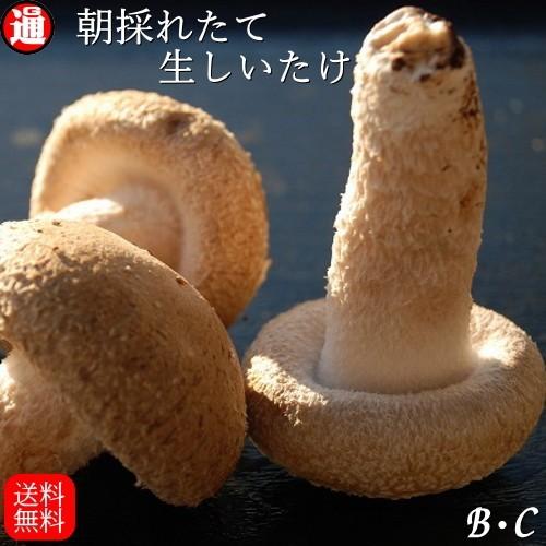 生しいたけ お得なB・C級品 3kg 送料無料 味は一級品 朝採れたて菌床栽培 椎茸 生椎茸 しいたけ 国産 生しいたけ 野菜 ギフト 業務用