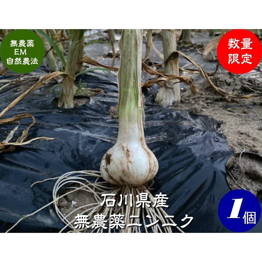 無農薬栽培ジャンボニンニク20kg - 野菜