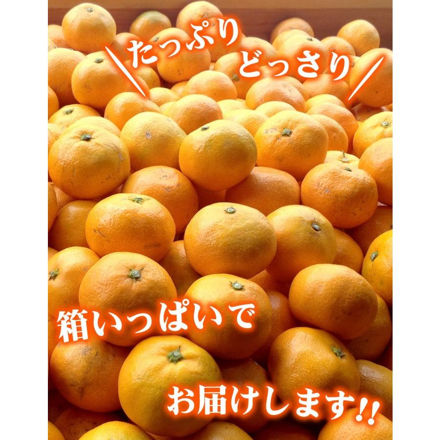 小玉みかん こまちゃん お試し用 2kg 愛媛県産 小玉 みかん 家庭用 訳あり 愛媛みかん 送料無料 プチ 小粒 2S 3S 箱買い 蜜柑 温州 早生 南柑 20号 SS 2キロ