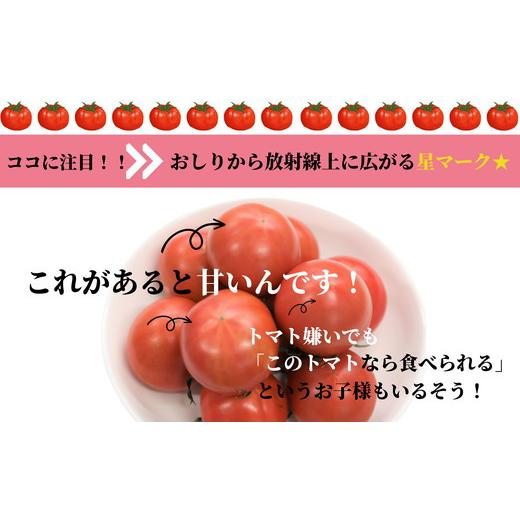 ふるさと納税 徳島県 小松島市 珊瑚樹トマト　S特選 約1kg※2024年春発送＜3月中旬発送＞