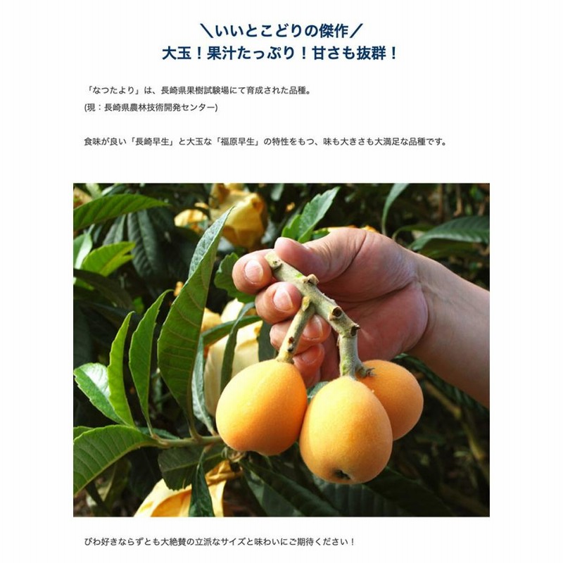 MEME 3Lサイズ　長崎びわなつたより B級品 長崎県産品・特産品のECサイト「長崎市場どっとこむ」 / 【熨斗