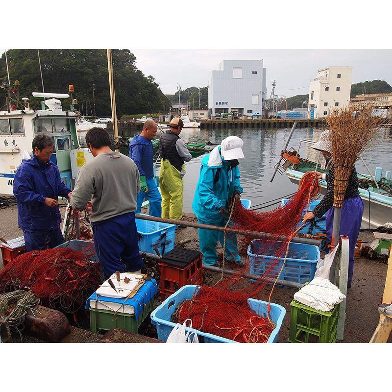 伊勢海老の本場 三重県 伊勢志摩産 天然活魚問屋直送 活 伊勢海老 特大 1? 2尾 ギフト (2匹)