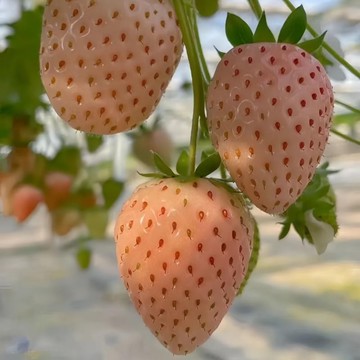 🍓（粉玉草莓種子）當年新種 超甜四季室內外陽臺盆栽種子 草莓香气浓郁 果實呈粉紅色 抗病性強 果實肉質細膩 高產