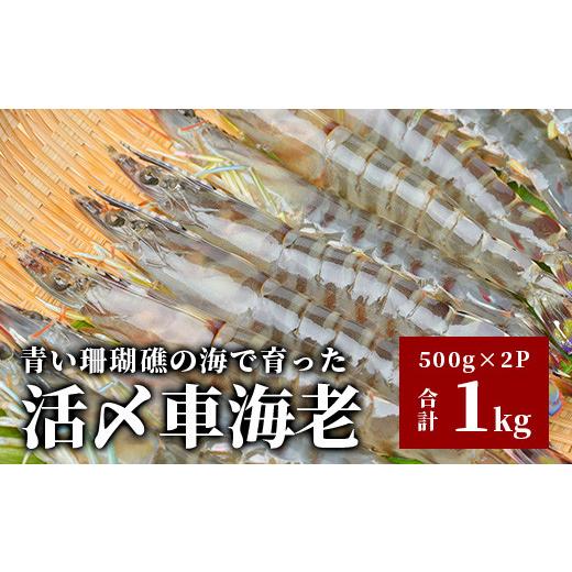 ふるさと納税 沖縄県 石垣市 車えび1kg50尾 〜 65尾 沖縄県 石垣島 石垣市 クルマエビ くるまえび SサイズBE-6