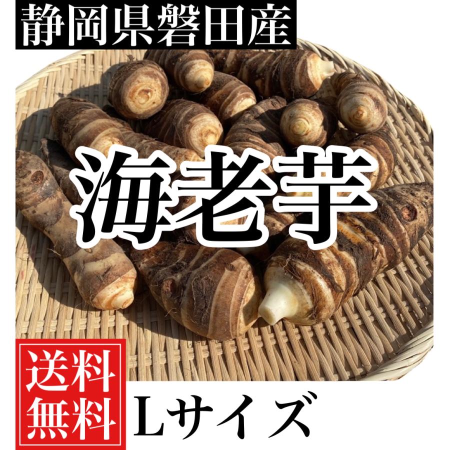 静岡県磐田産　海老芋Lサイズ5キロ(約15個から19個入り) 送料無料！